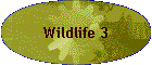 Wildlife 3